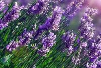 Manfaat-Bunga-Lavender