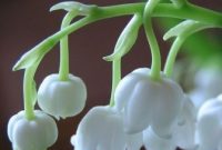 Manfaat-Bunga-Lily