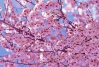 Manfaat-Bunga-Sakura