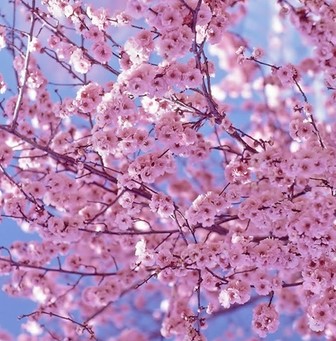 Manfaat-Bunga-Sakura