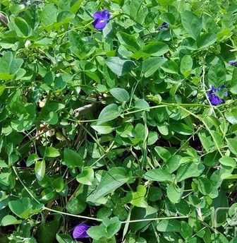 Bunga ungu manfaat telang 15 Manfaat