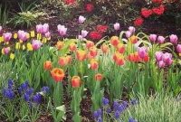Manfaat-Bunga-Tulip