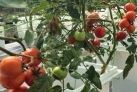Cara-Menanam-Tomat-Hidroponik
