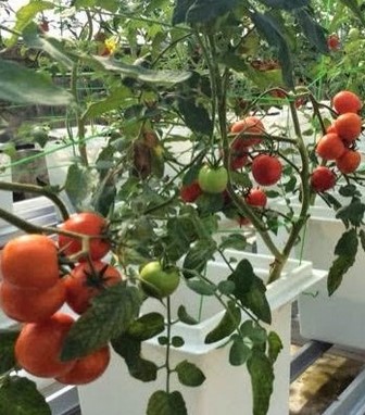 Cara-Menanam-Tomat-Hidroponik