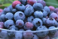 Manfaat-Buah-Blueberry