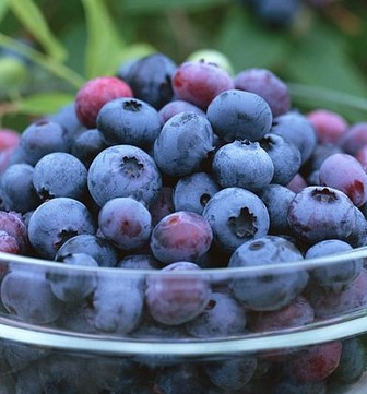 Manfaat-Buah-Blueberry