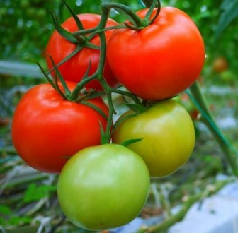 Manfaat-Buah-Tomat-untuk-Wajah