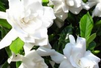 Manfaat-Bunga-Gardenia
