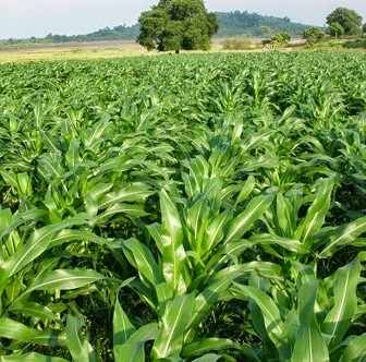 Cara Penanaman Jagung / Proses penanaman jagung tanpa olah tanah ini