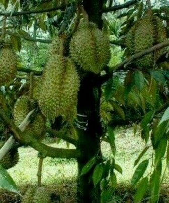 Cara-Menanam-Pohon-Durian-Pendek