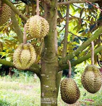 Cara-Menanam-Durian-Montong