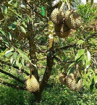 Cara-Menanam-Durian-Musang-King