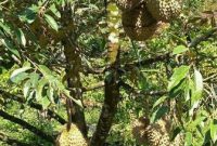 Cara-Menanam-Durian-Musang-King
