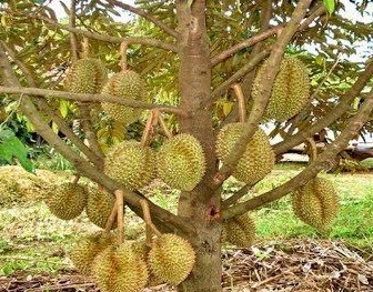 cara menanam durian bawor