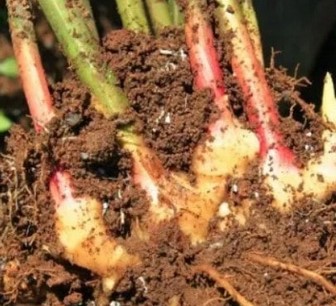 cara menanam jahe merah di tanah