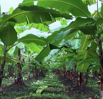 cara menanam pohon pisang agar cepat berbuah