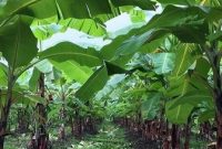 cara-menanam-pohon-pisang-agar-cepat-berbuah
