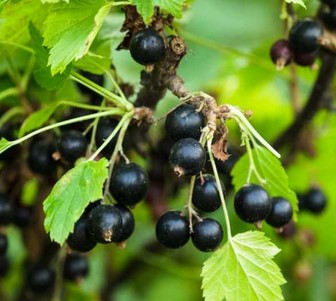 buah Blackcurrant yang mengandung vitamin c